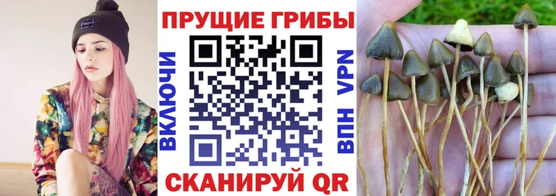 ссылка на мегу зеркало  Чадан  Галлюциногенные грибы Magic Shrooms 